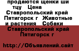 продаются щенки ши-тцу › Цена ­ 10 000 - Ставропольский край, Пятигорск г. Животные и растения » Собаки   . Ставропольский край,Пятигорск г.